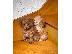 PoulaTo: Free Poodle puppies